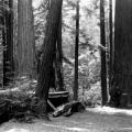 S 194 Fallen Redwood