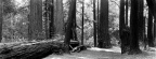S 194 Fallen Redwood
